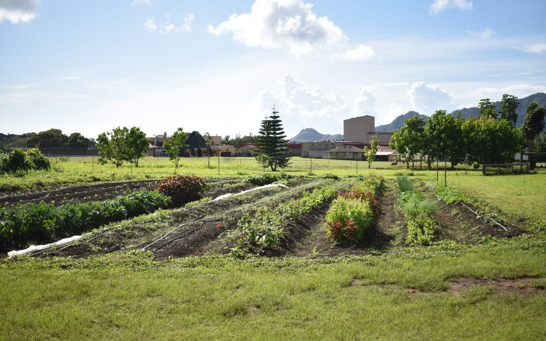 EnvironmentKaua‘i Efforts Help New, Small Farmers Access Land