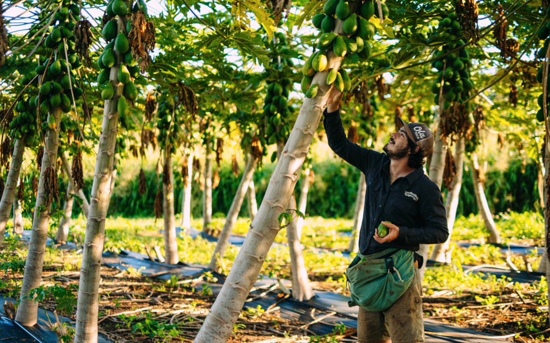 Are Agricultural Co-ops Seeing a Revival in Hawai‘i?